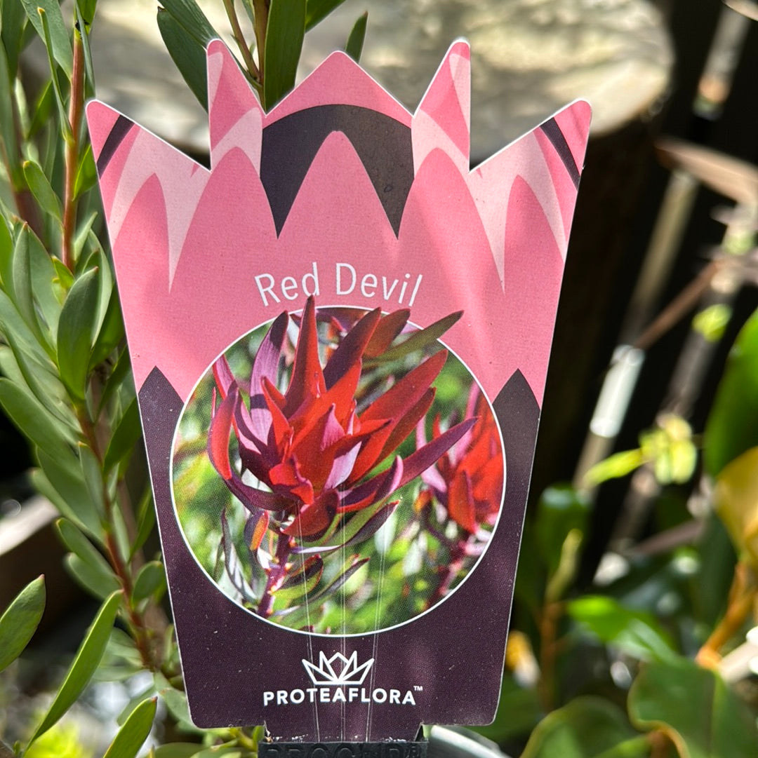 Leucadendron Premium 140mm