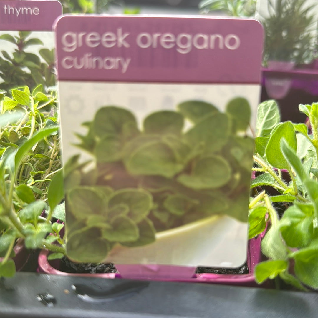 Oregano Greek