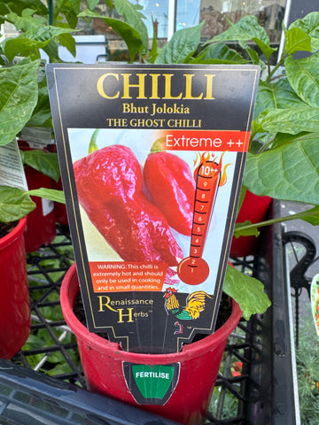 Chilli - Bhut Jolokia (Ghost Chilli)