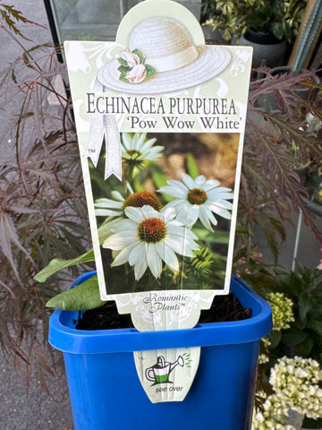 Echinacea - Pow Wow White