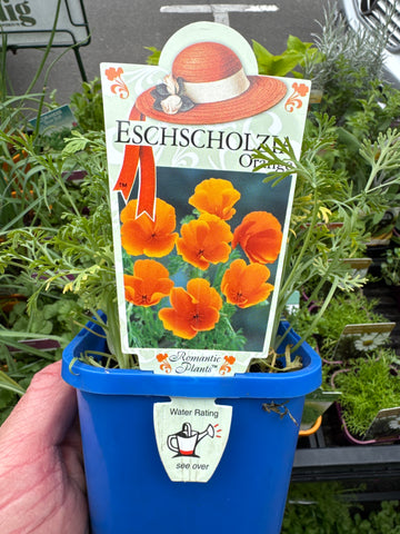 Eschscholzia californica - Orange