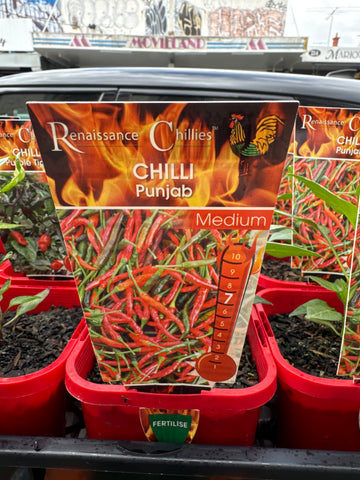 Chilli - Punjab