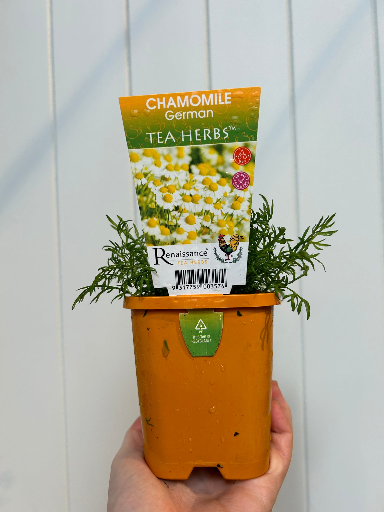 Chamomile - German