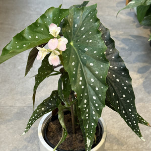 Begonia maculata