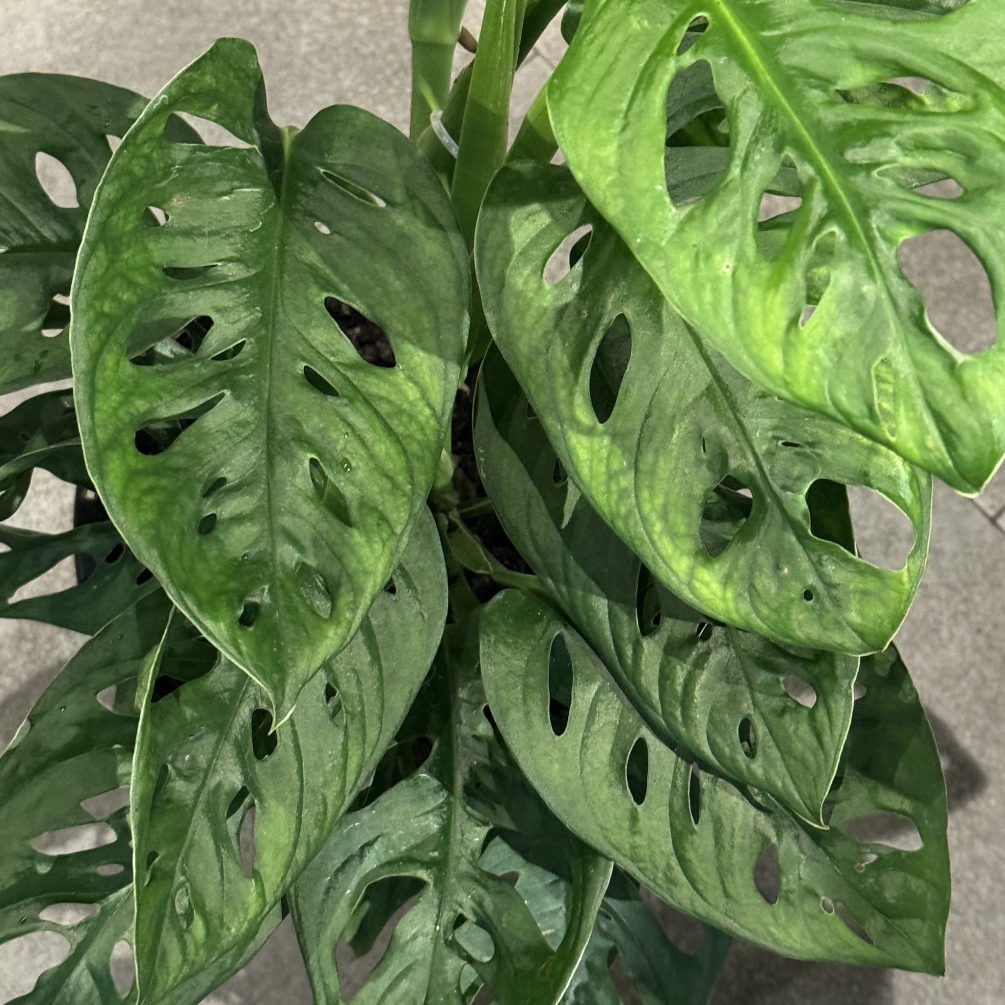 Monstera adansonii Monkey Mask