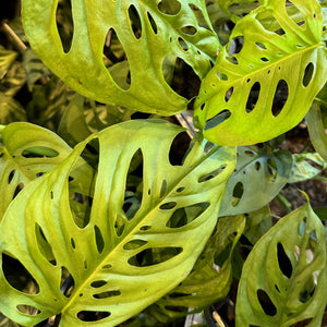 Monstera adansonii Swiss Cheese Plant