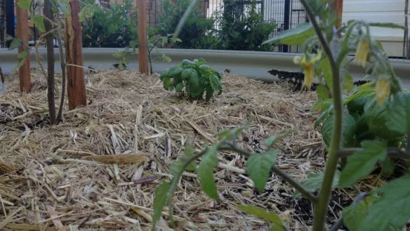 Grow Better Sugar Cane Mulch