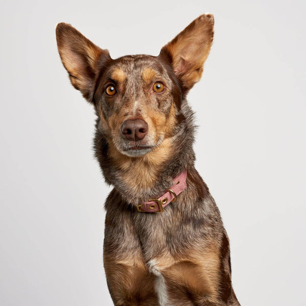 *Recycled Canvas Dog Collar - Dusty Pink: Large