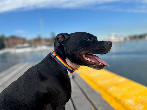 *Rainbow Recycled Dog Collar: Medium