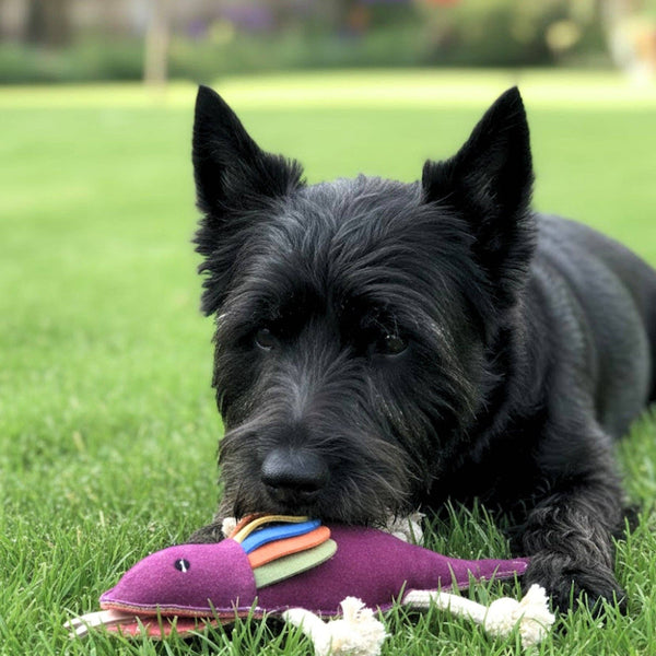 *Fink the Frillneck Lizard Dog Toy