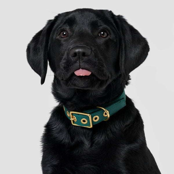*Recycled Canvas Dog Collar - Forest Green: Medium