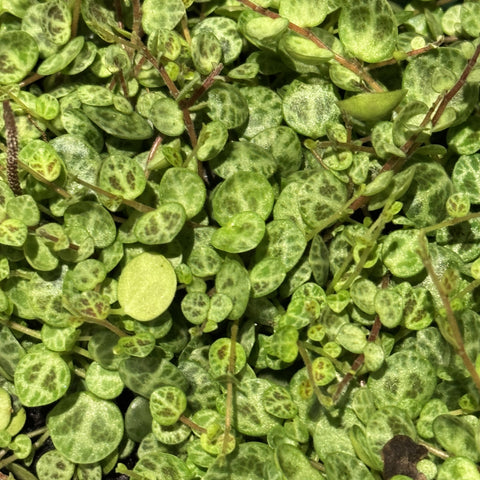 Peperomia prostrata String of Turtles