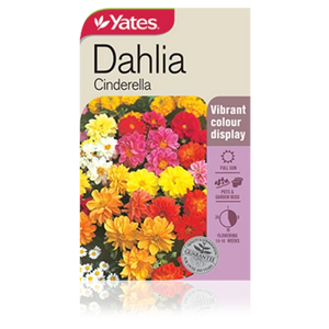 Dahlia Cinderella Seeds