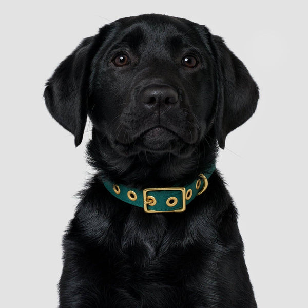 *Recycled Canvas Dog Collar - Forest Green: Small
