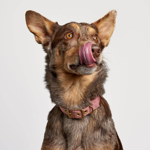 *Recycled Canvas Dog Collar - Dusty Pink: Small