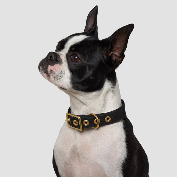 *Recycled Canvas Dog Collar - Black: Small