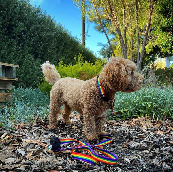*Rainbow Recycled Dog Collar: Large