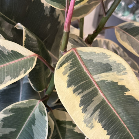 Ficus elastica Tinneke