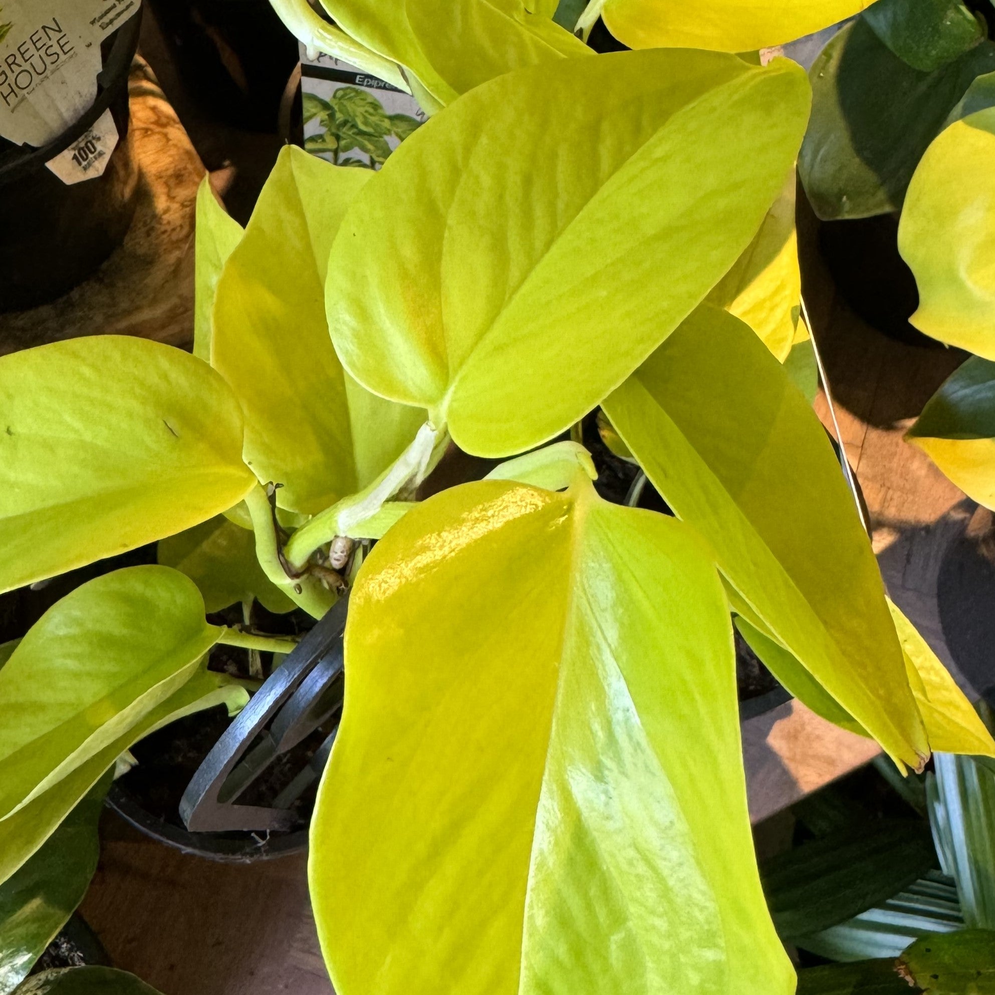 goldilocks philodendron Epipremnum aureum Goldilocks