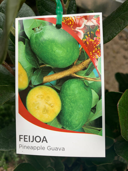 Acca sellowiana Feijoa Pineapple Guava