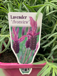 Lavender Avonview