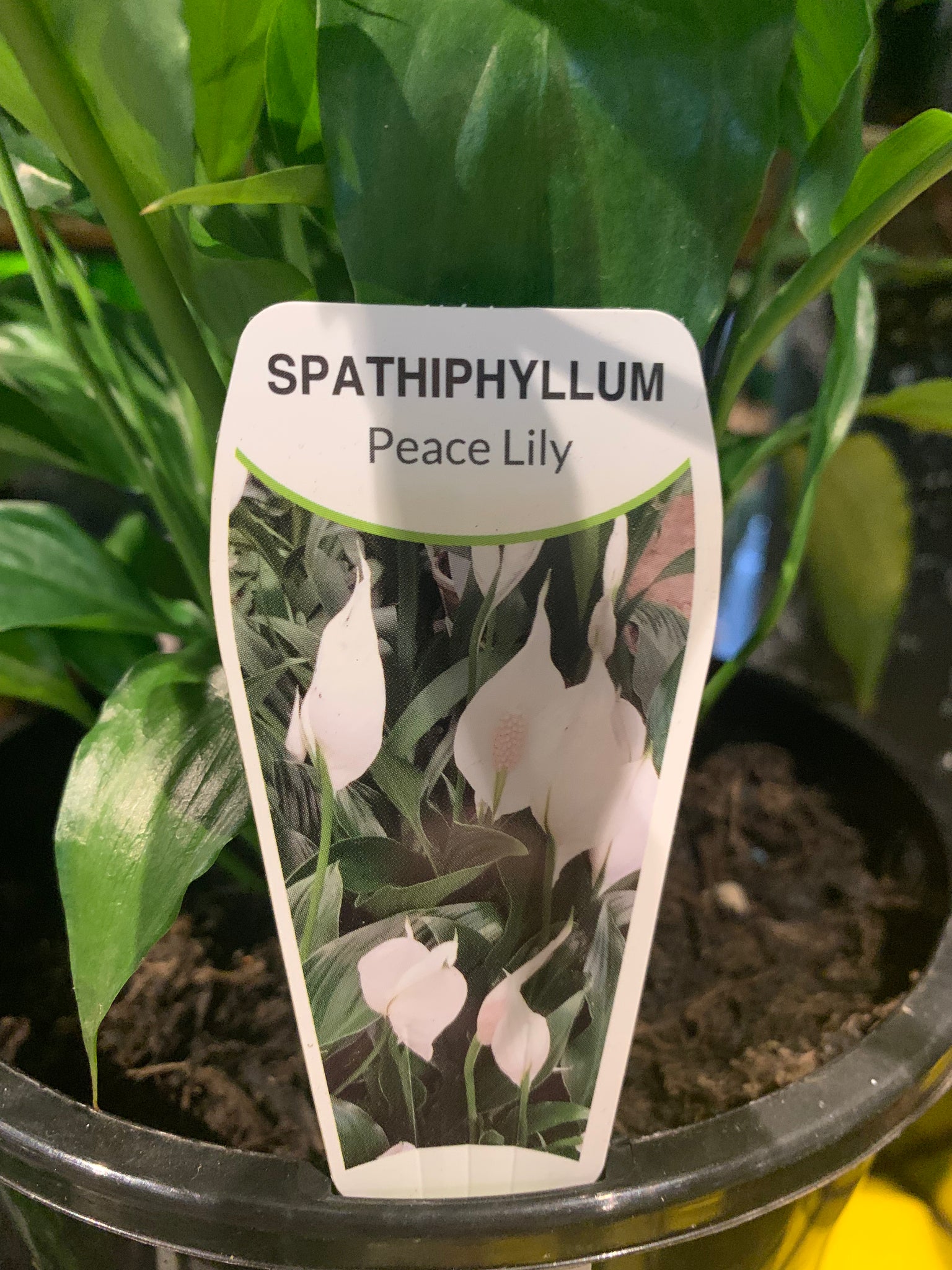 Spathiphyllum