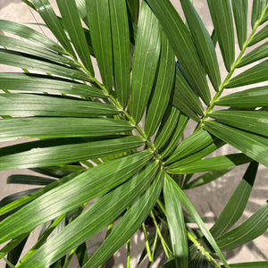 Howea forsteriana Kentia Palm