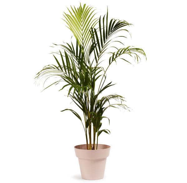 Big Indoor Plant Pot