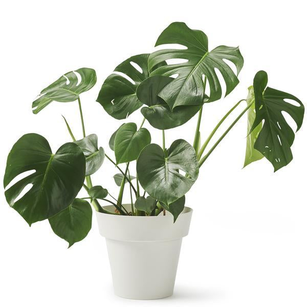 Big Indoor Plant Pot