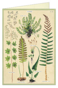 Cavallini Greeting Card - Ferns