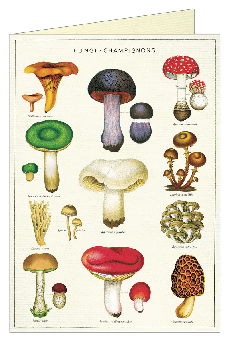 Cavallini Greeting Card - Mushrooms