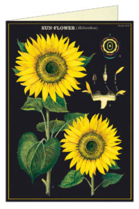 Cavallini Greeting Card - Sunflower