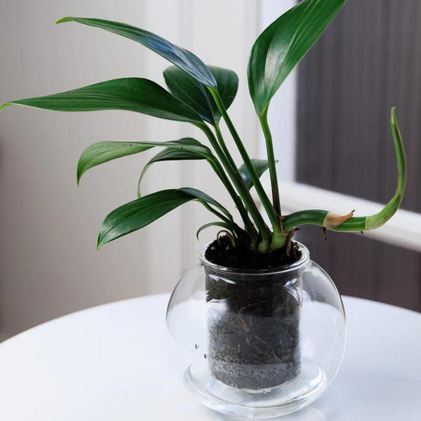 Cup O Flora Medium Clear