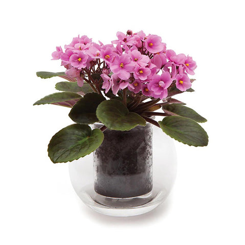 Cup O Flora Medium Clear