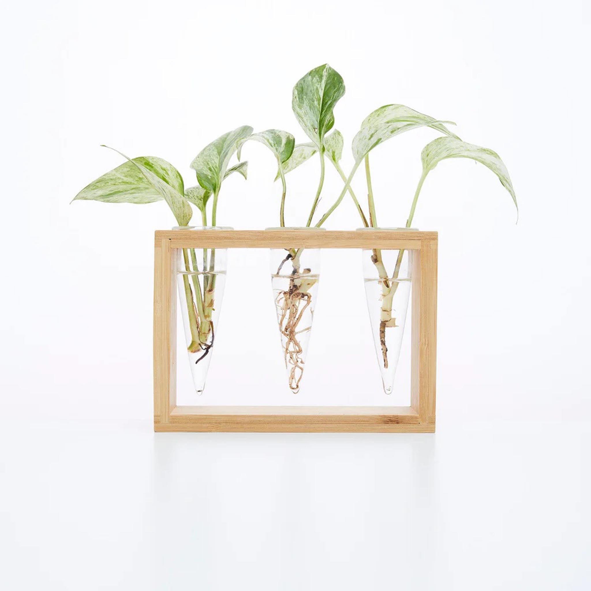 Cup O Flora Proppi 3-tube Propagation Station