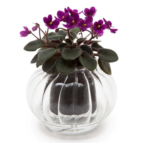 Cup O Flora Small Rib Asst.