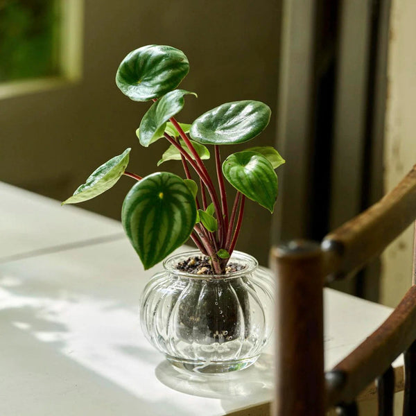 Cup O Flora Small Rib Asst.