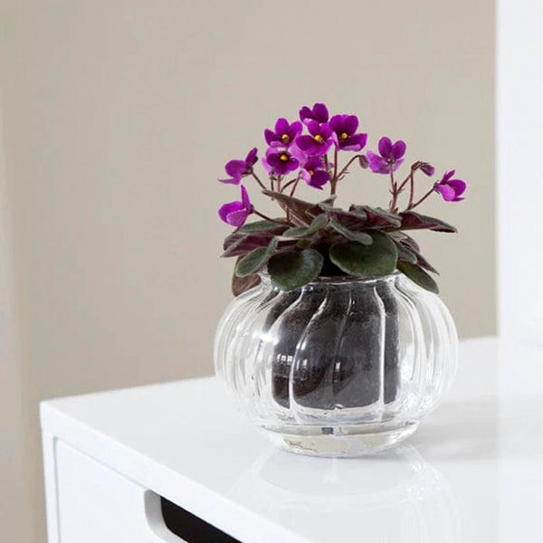 Cup O Flora Small Rib Asst.