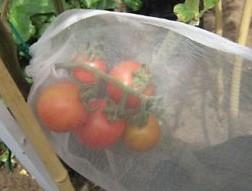 Fruit Protection Bag 10pk