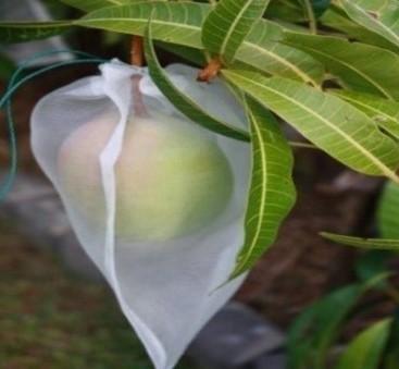 Fruit Protection Bag 10pk
