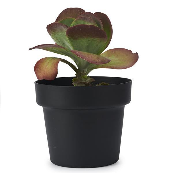 Medium Indoor Plant Pot