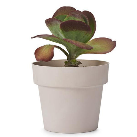 Medium Indoor Plant Pot