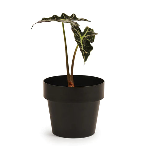 MINI Indoor Plant Pot