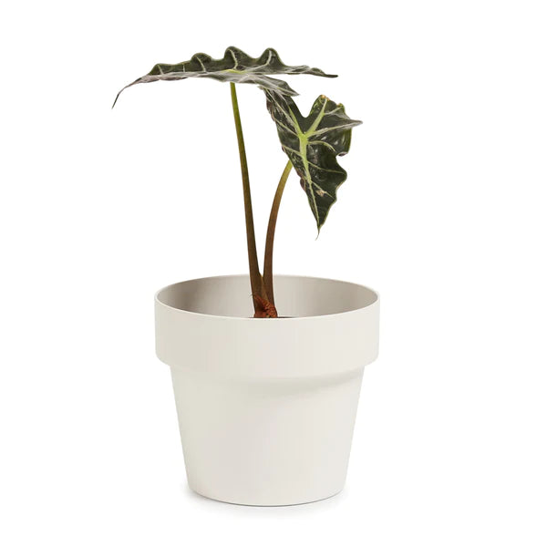 MINI Indoor Plant Pot