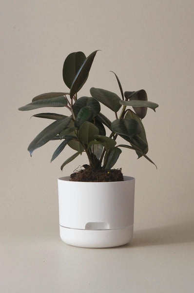 Mr Kitly Self-Watering Pot 170mm