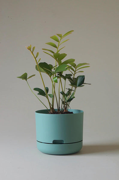 Mr Kitly Self-Watering Pot 215mm