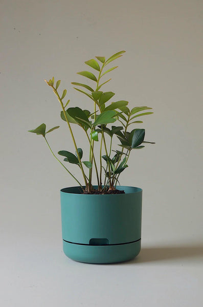 Mr Kitly Self-Watering Pot 215mm