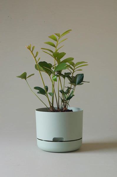 Mr Kitly Self-Watering Pot 215mm