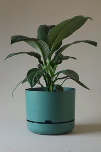 Mr Kitly Self-Watering Pot 375mm