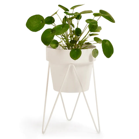 SPROUT Plant Stand Mini & Small Pot Combo